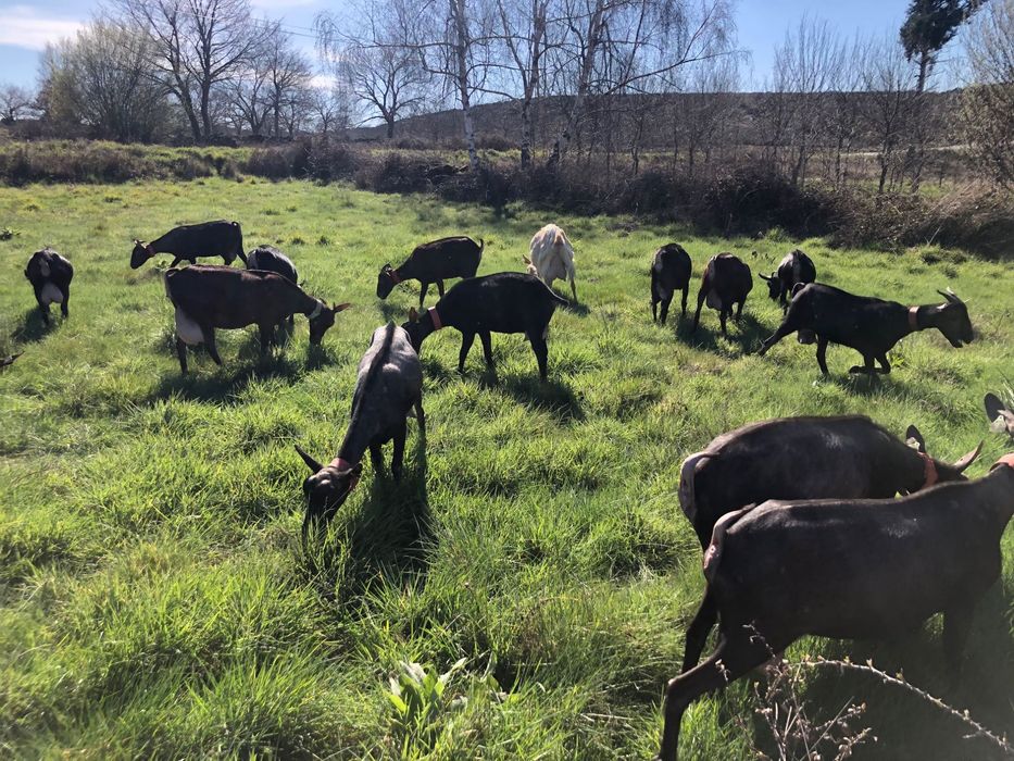 Rebanho de cabras murcianas