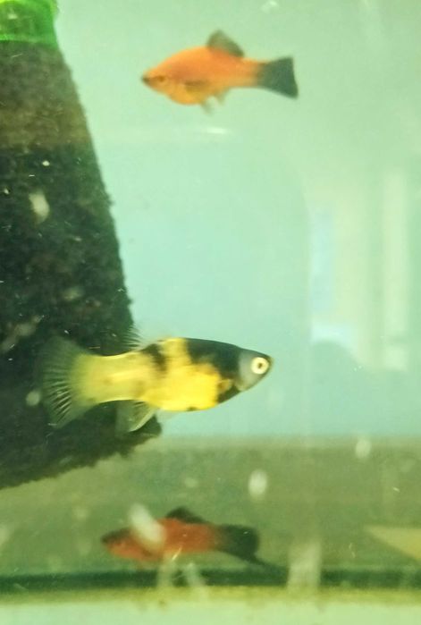 Platka ryba akwariowa