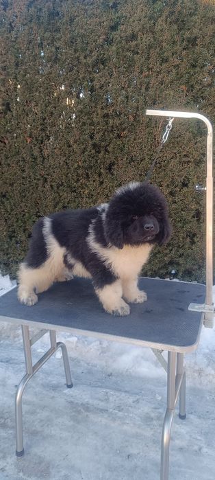 Nowofundland szczenię ZKwP/FCI