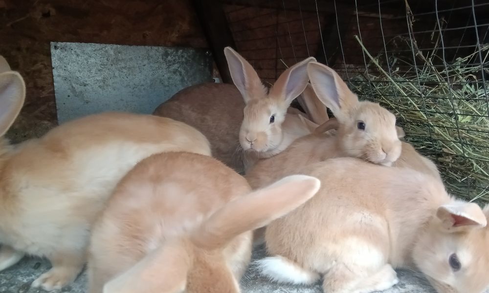 Кролики породи Бурундія, вік 2 місяці, провакциновані Гем 2