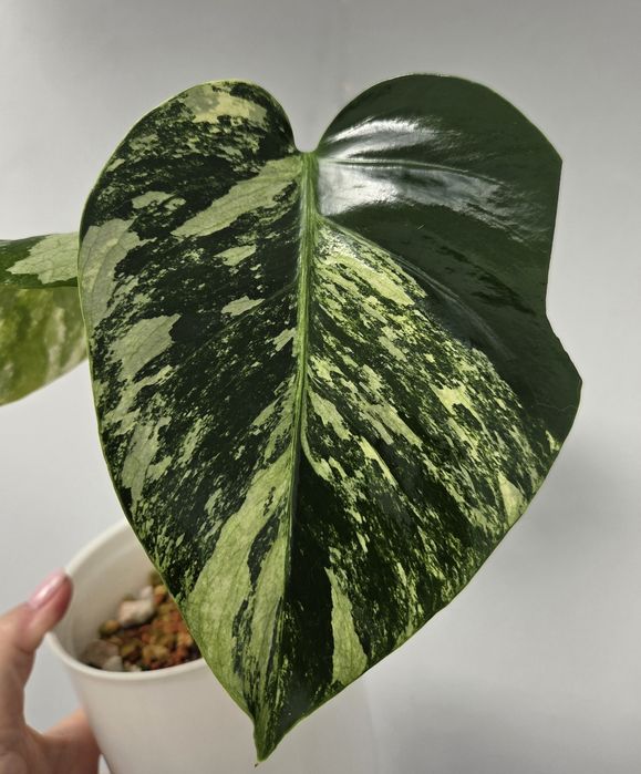 Monstera Jungle Minty  - oryginalna roślina z Tajlandii.