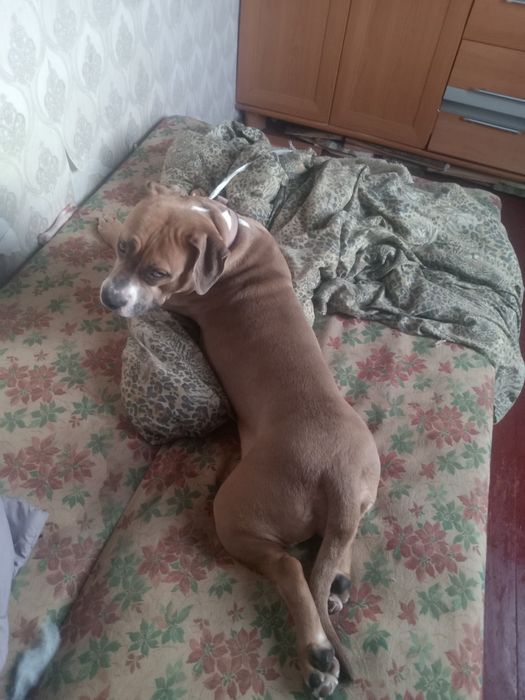 Стаф тер'єр чистокровний