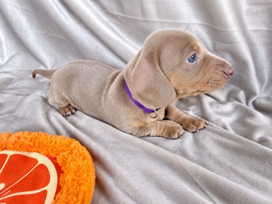 Jamnik miniaturka Lilac piesek