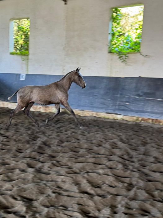 Poldro ruço lusitano
