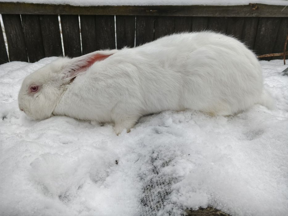 Продам тушки і живі  кролі