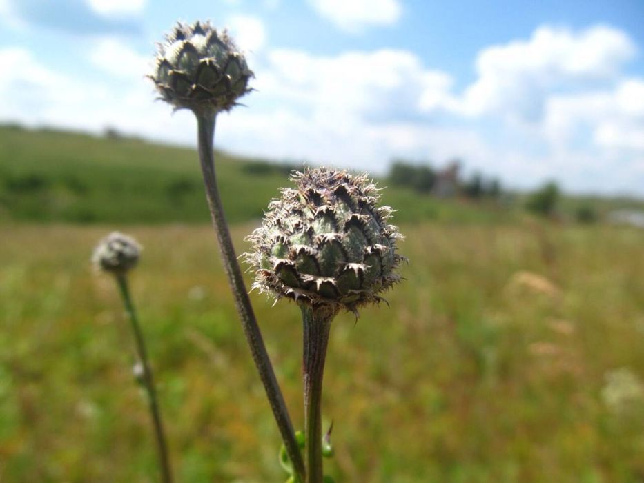 Цифрова камера Canon PowerShot SX150IS