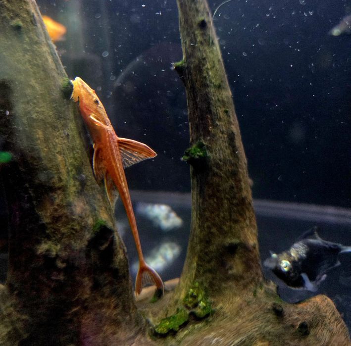 Loricaria red lizard