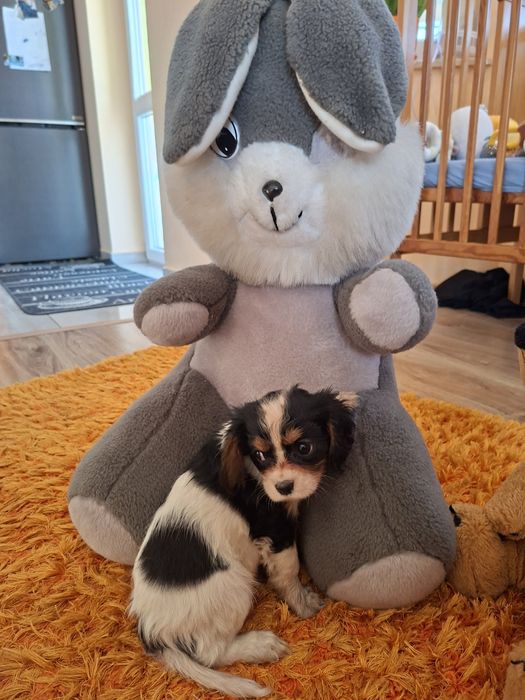Cavalier King Charles Spaniel suczka