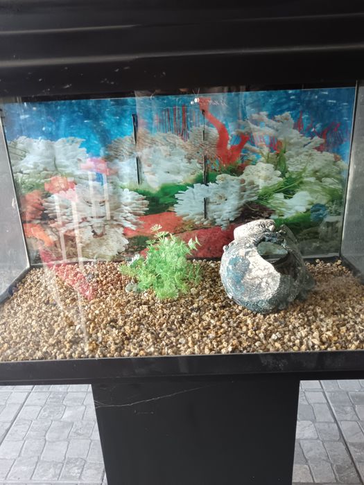 Aquário com decoração