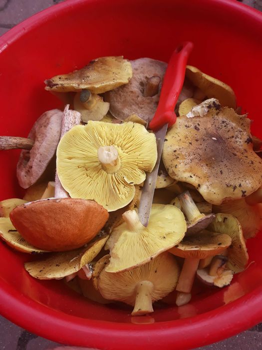 Grzyby świeżo zebrane  23wrzesień godz.  14ta