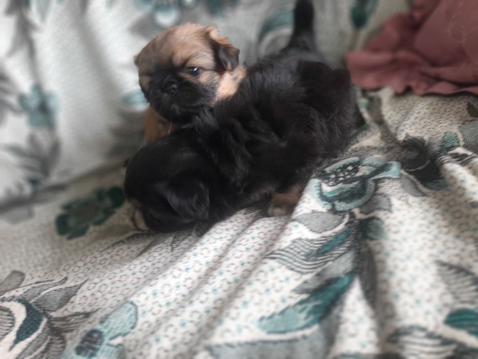 Продам пекінесиків чистокровні Королівські