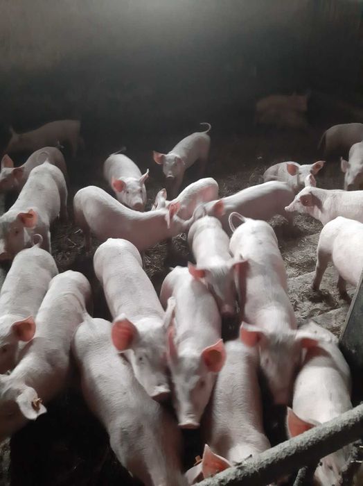 Sprzedam prosięta prosiaki trzoda