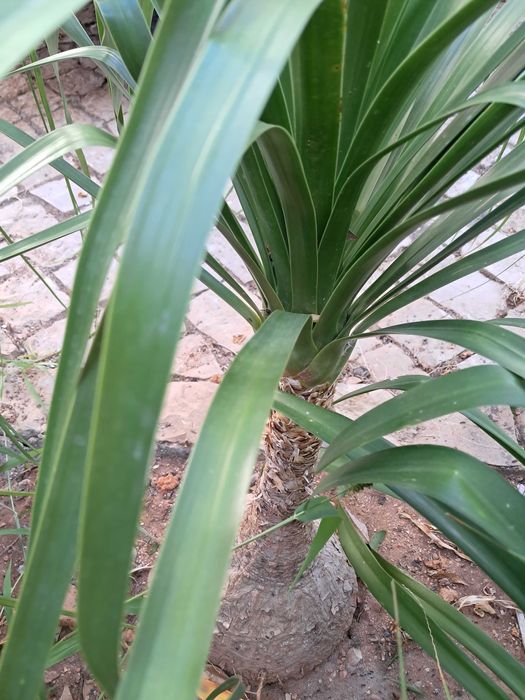 Beaucarneas recurvatas, patas de elefante