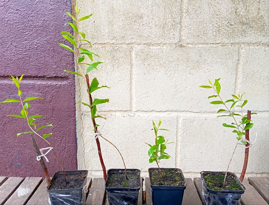 Гранат, сорт Ак-Дона