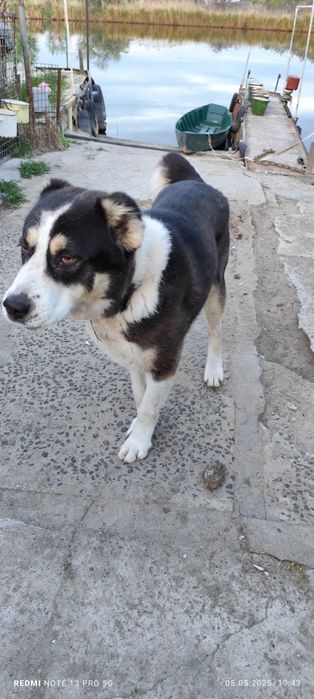 Кобель алабай на случку (вязку)