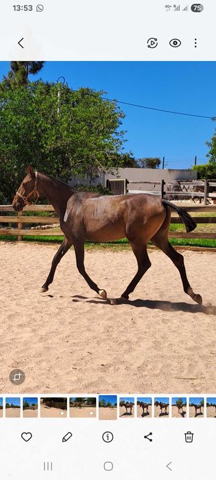 Égua de dois anos à venda