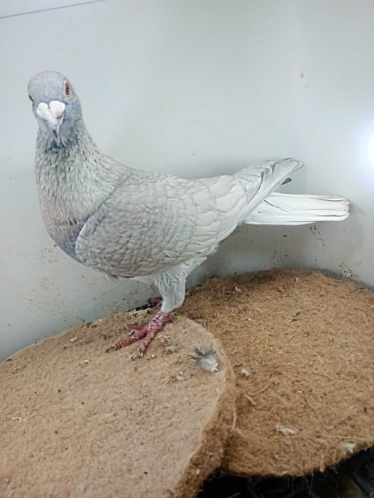 Gołębie pocztowe reduced samce i samice