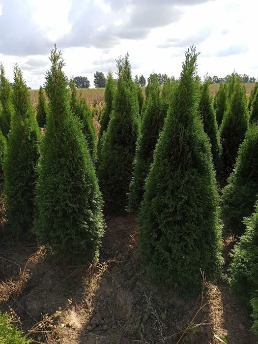 Tuje tuja szmaragd 100-160 gęste z gruntu