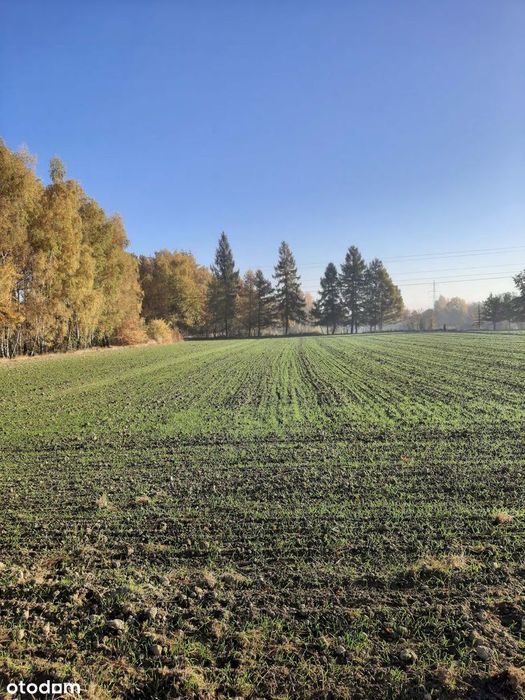 Pszczyna - Stara Wieś: działka budowlana - Widok 2