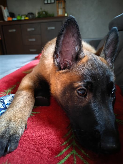 Owczarek belgijski Malinois