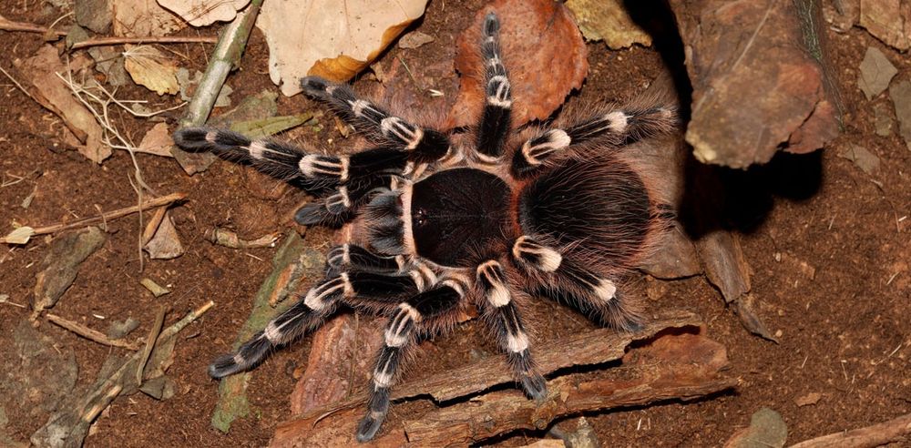 Acanthoscurria geniculata ptasznik białokolanowy samica 7dc