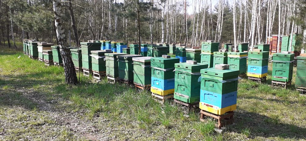 Pszczoły Przezimowane rodziny pszczele