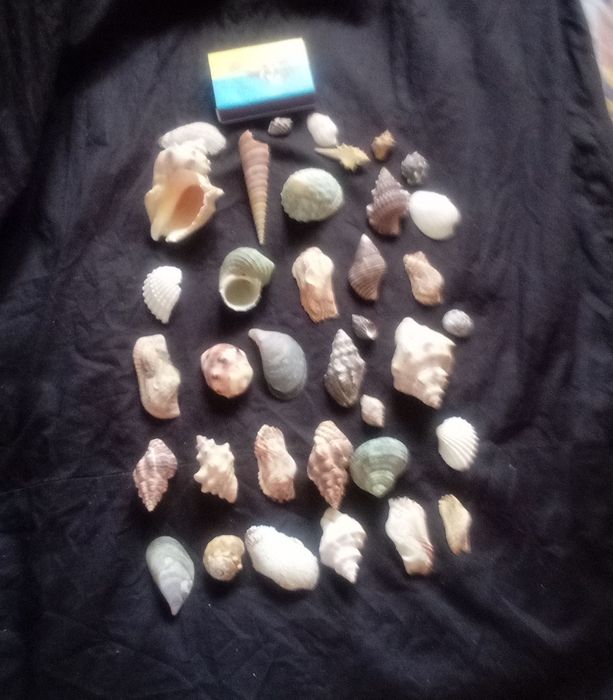 Ракушки пропоную.