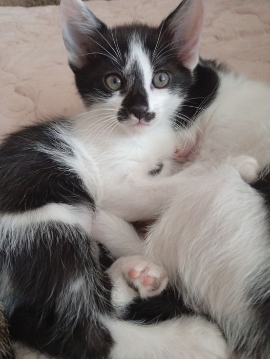 Котята Винница в дар