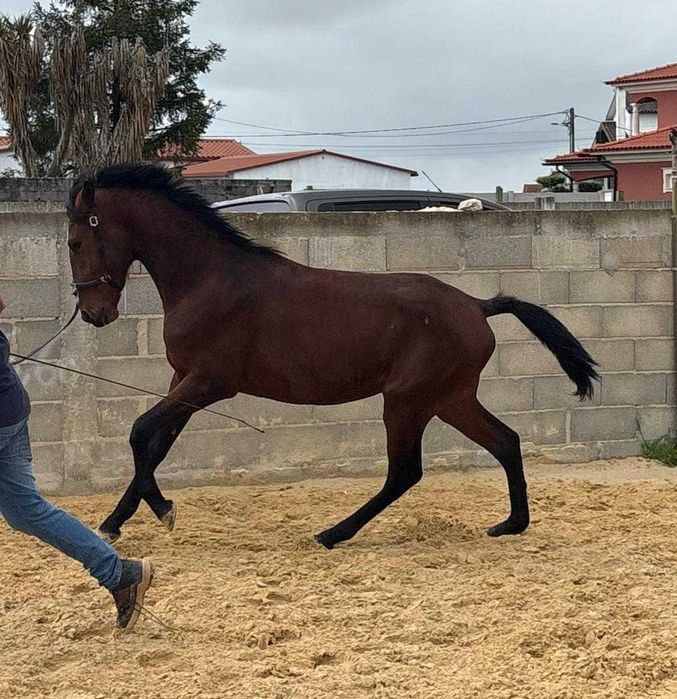 Poldro Lusitano (3 anos)