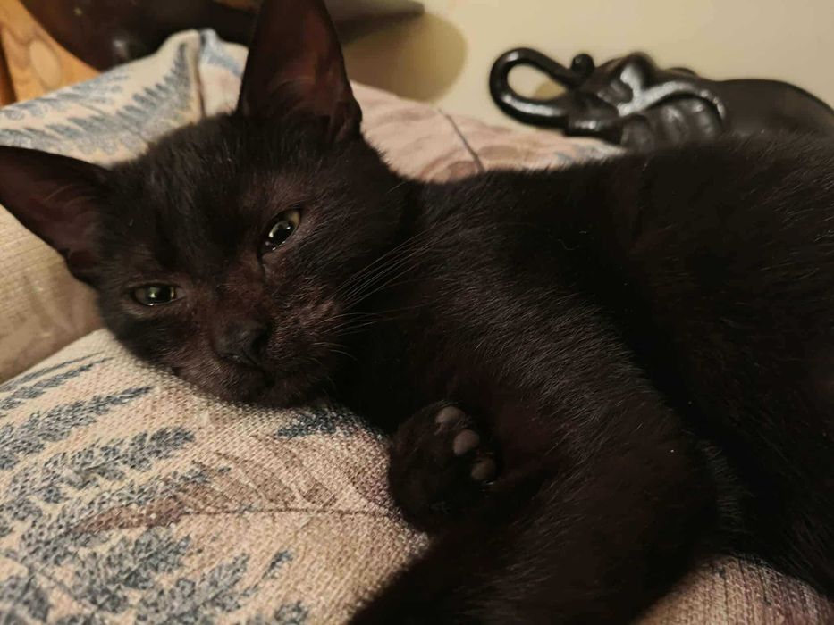 Czarny kocurek do adopcji
