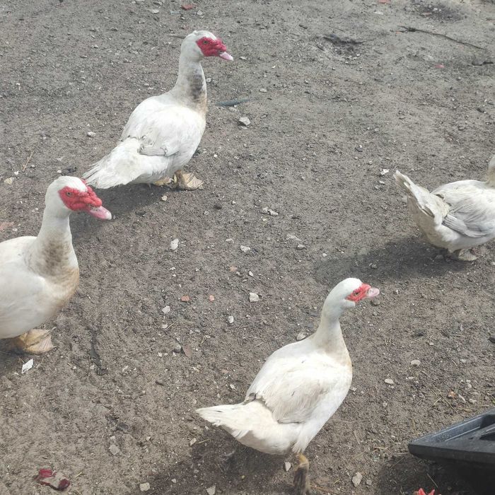 Vendo Patos para desocupar