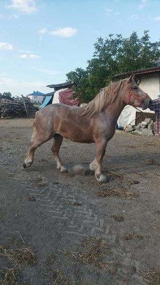 Klacz 3lata zrebna