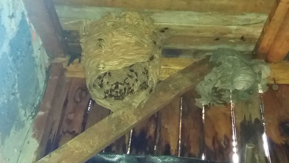 Szerszenie osy usuwanie