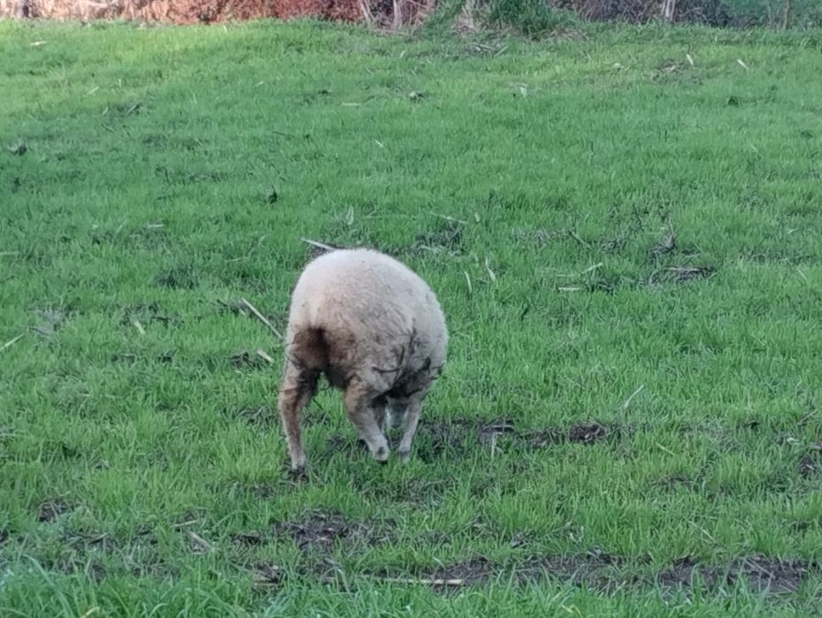 Tenho esta anha para vender