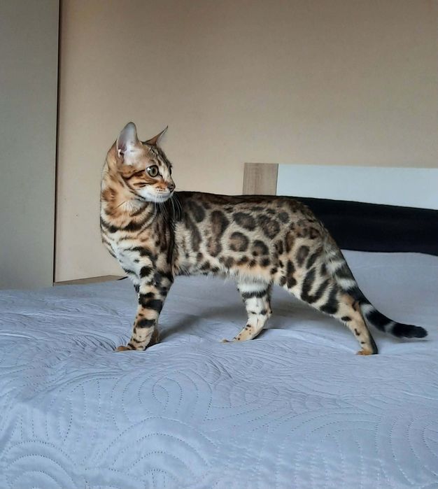 Kotka bengalska kot bengalski