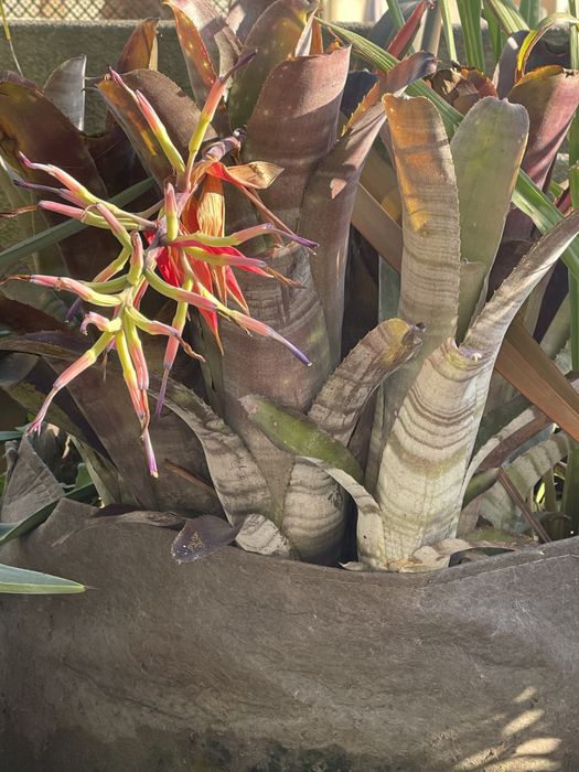 Vendo pe de Bromelia adapada a o clima de portugal