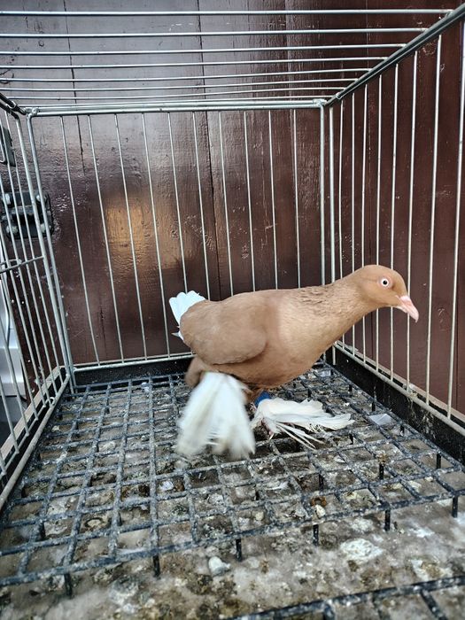 Wajśpic żółty hccj