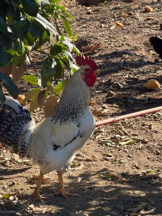 Tenho galos caseiros para vendaa