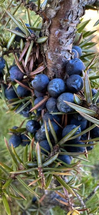 Ялівець ягода(можжевельник ).Закарпаття.За 1 кг.