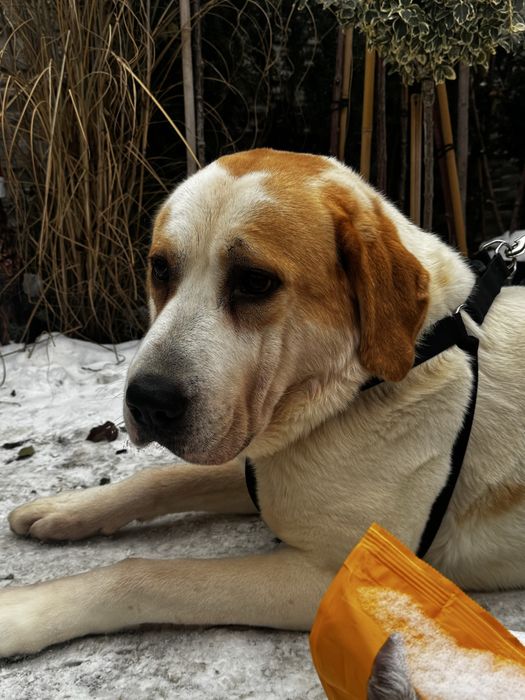 Kalis w typie owczarka srodkowoazjatyckiego