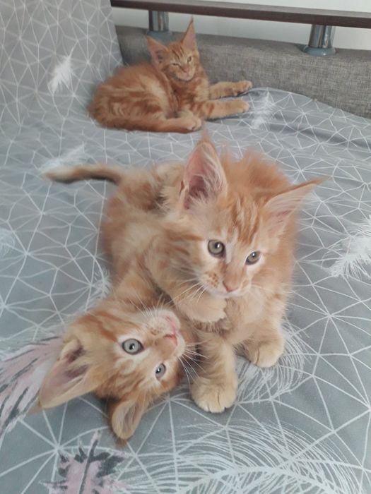 Кото Акція 3 хлопчика