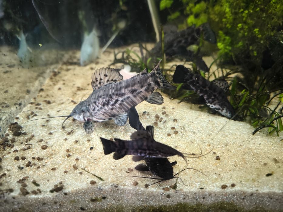 Hoplosternum thoracatum