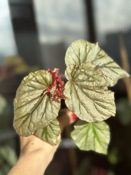 Великий вибір цікавих кімнатних рослин