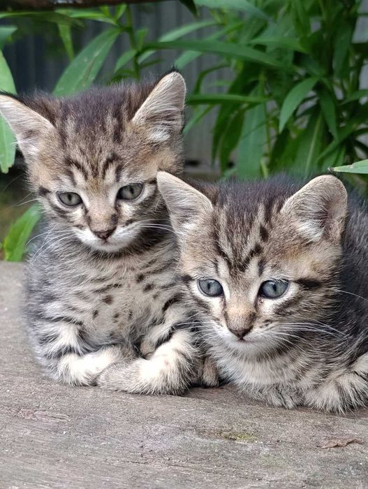 Кошенята безкоштовно