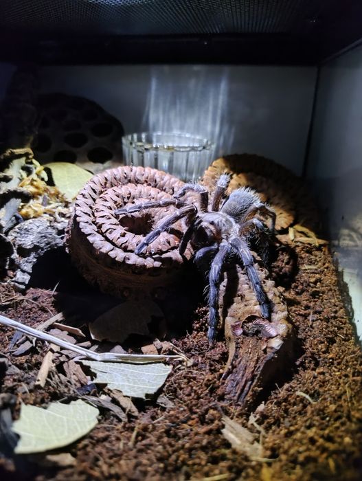 Aphonopelma seemanni samica 4DC