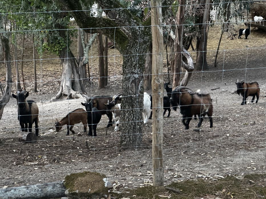 Cabras Anãs para Venda
