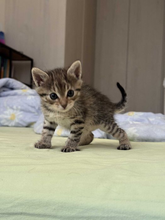 Кошеня шукає сім'ю!