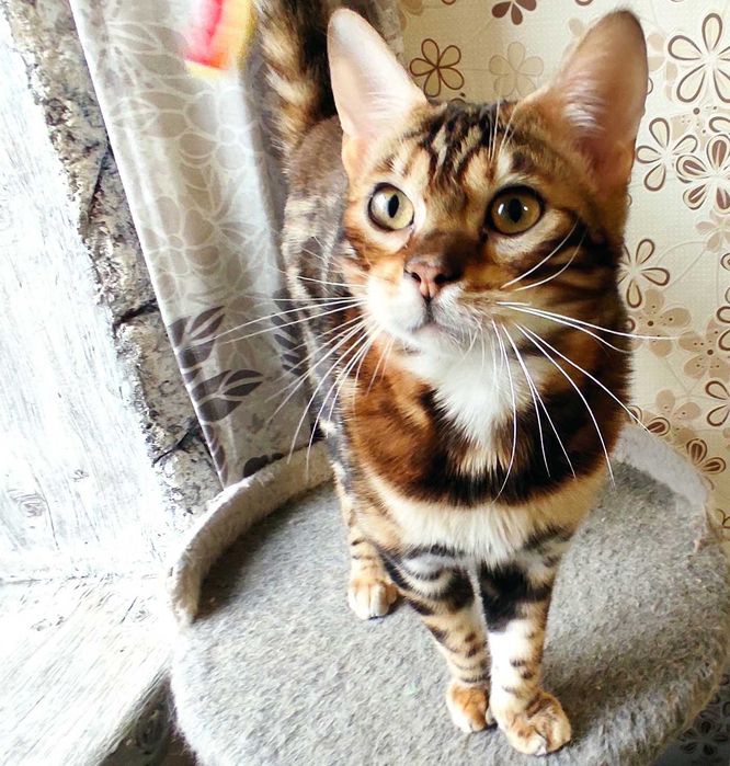 Чудовий бенгальський хлопчик, бенгал, кошенята