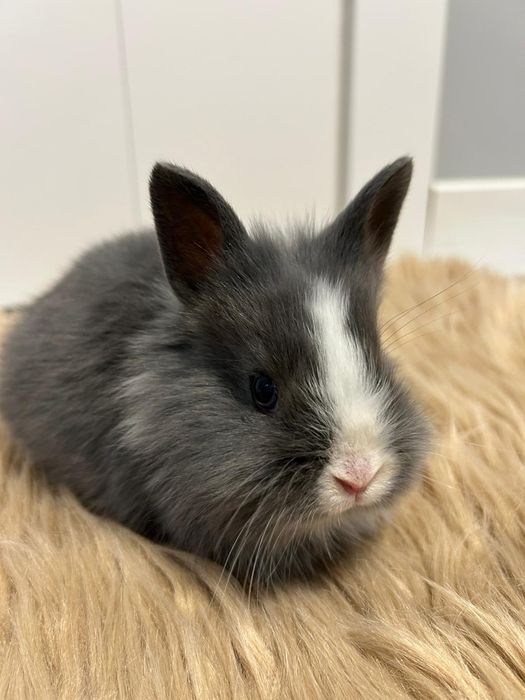 Samiczka Karzełek Teddy