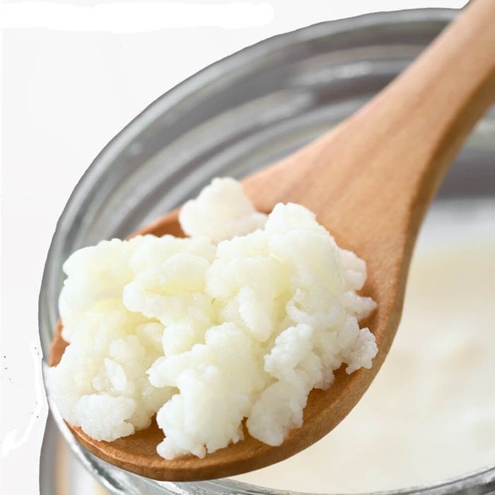 Grãos KEFIR de leite BIOLÓGICO Probiótico